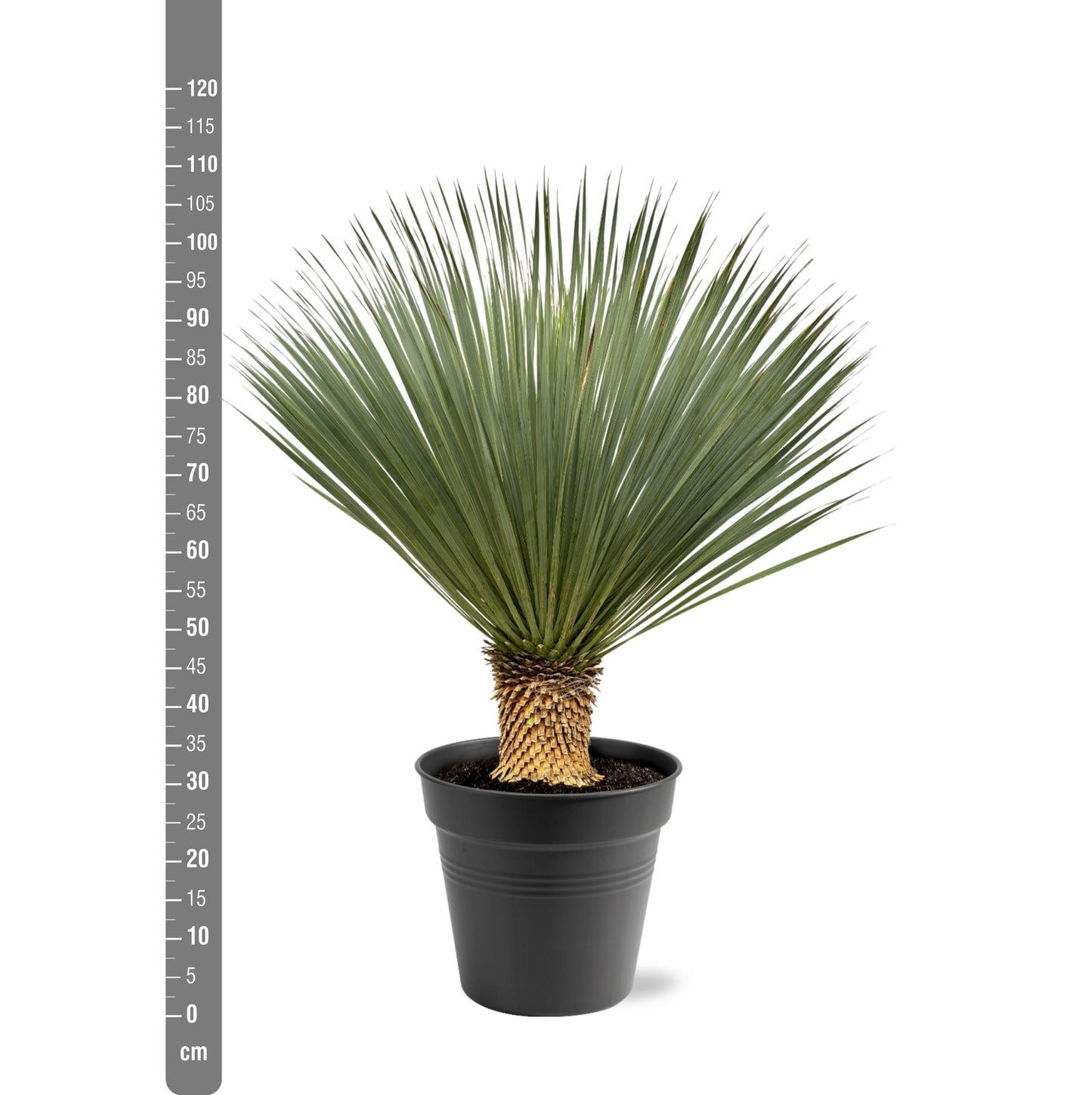 Yucca Rostrata – 100–120 cm – Ø40