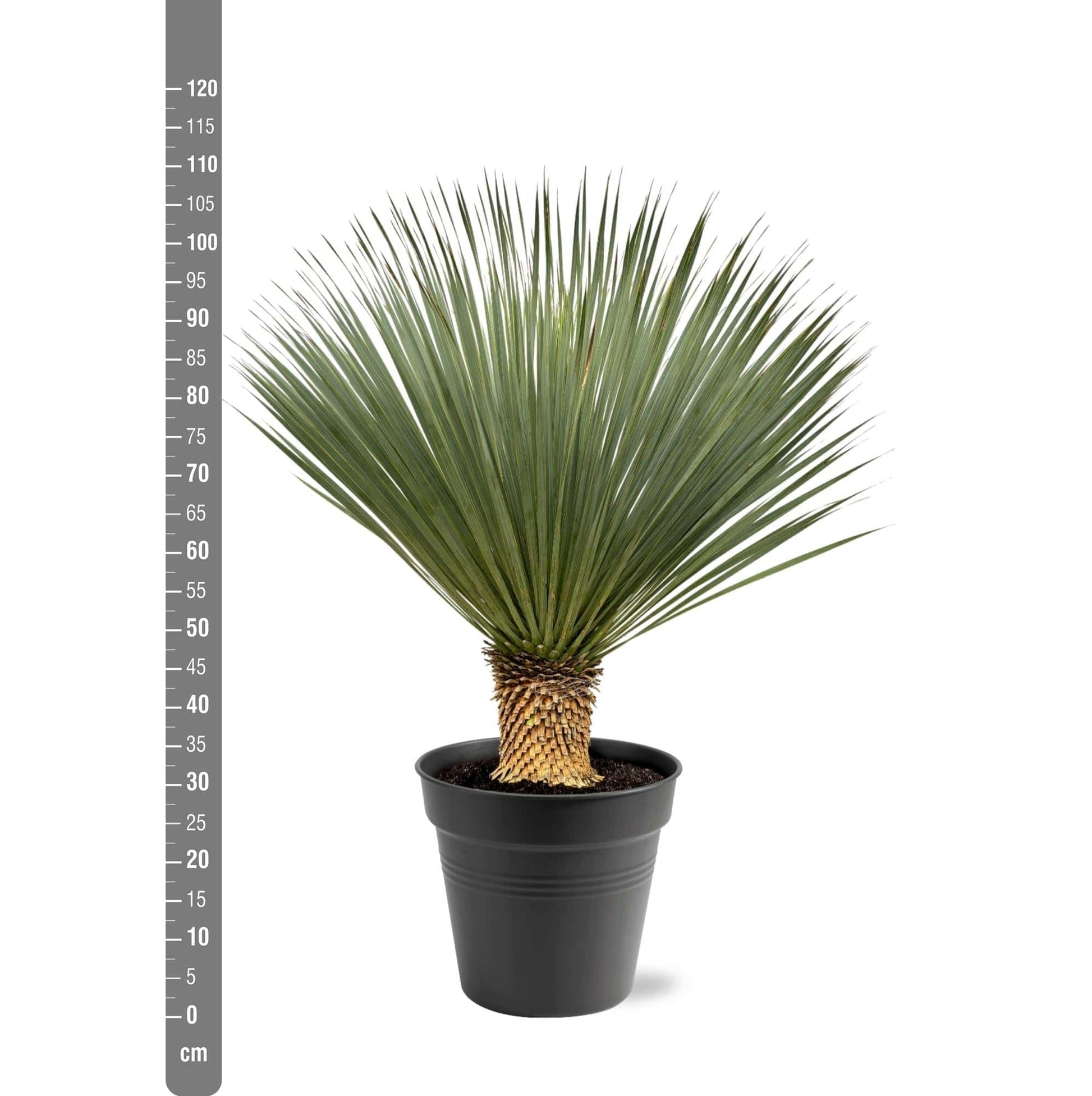 Yucca Rostrata – 100–120 cm – Ø40 - Botanic-Vibes
