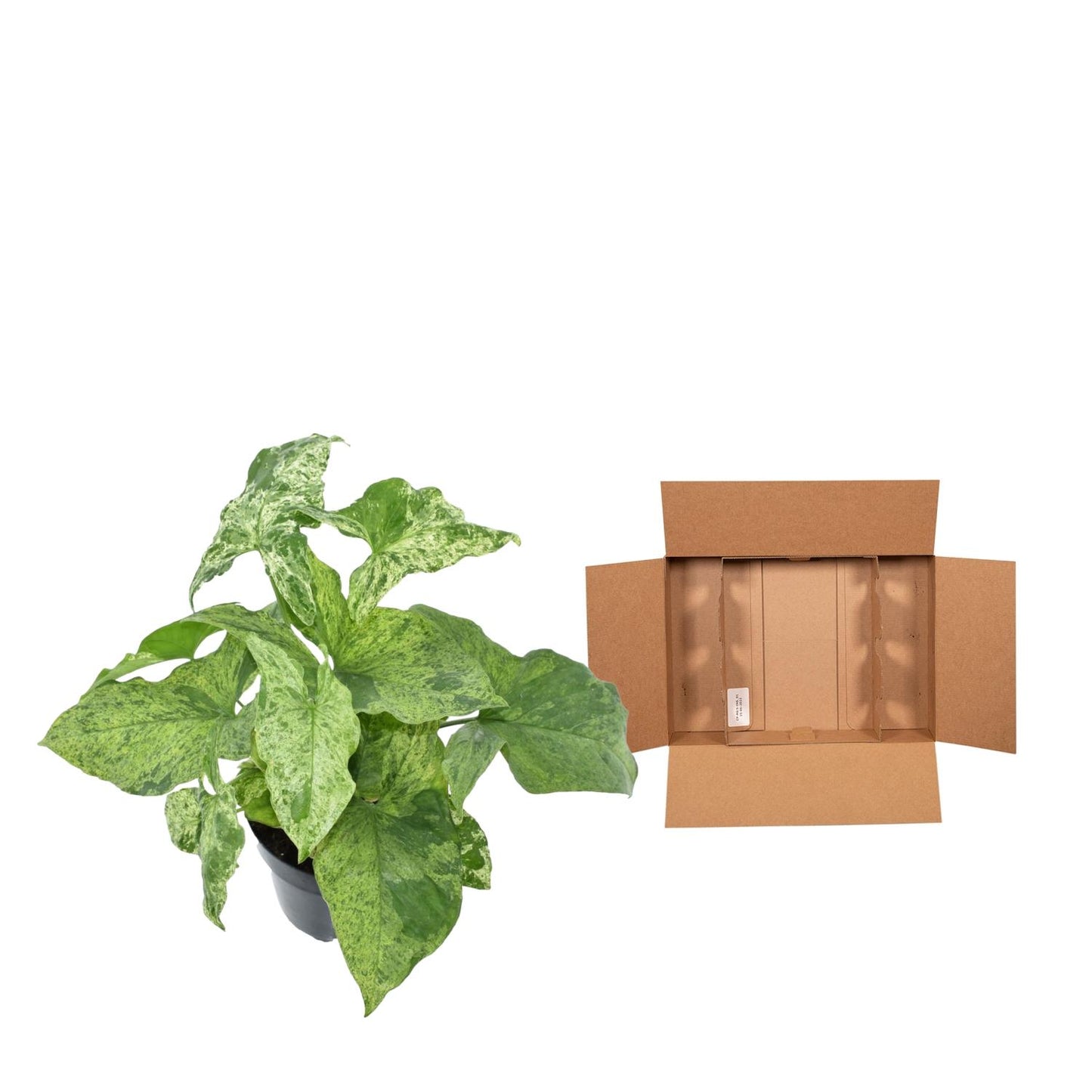 Syngonium mottled – 25 cm – Ø12