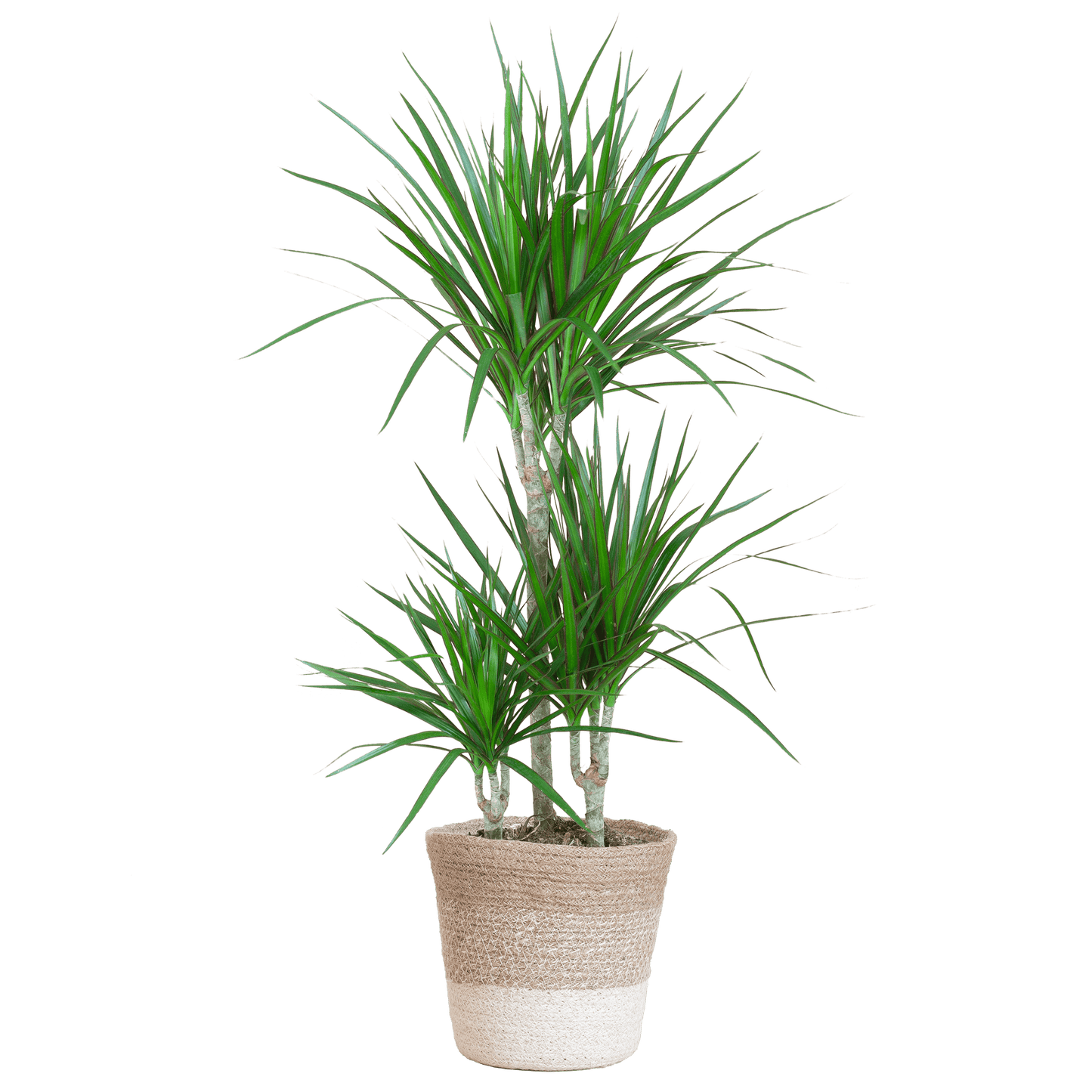 Dracaena Marginata mit weißem Lissabon-Korb - 95 cm - Ø21 - Botanic-Vibes