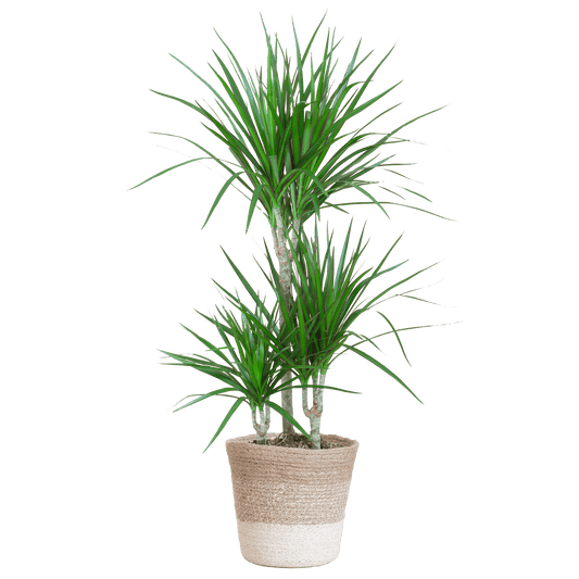 Dracaena Marginata mit weißem Lissabon-Korb - 95 cm - Ø21 - Botanic-Vibes