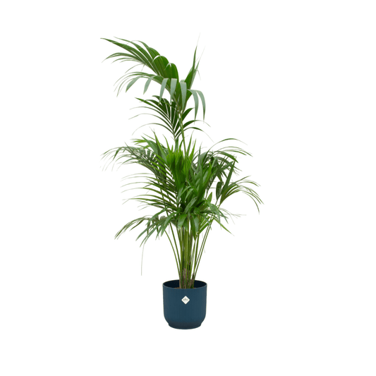 Combi deal - Kentia palm inklusive elho Vibes Fold Round Blau Ø30 – 180 cm - Botanic-Vibes
