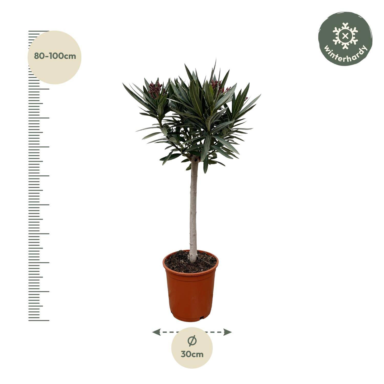 Nerium oleander auf Stamm mit roter Blüte – 90 cm – Ø22 - Botanic-Vibes