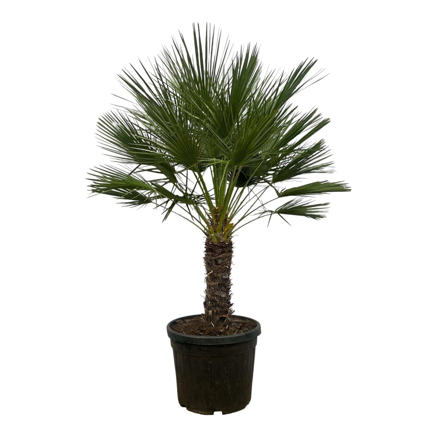 Chamaerops humilis auf Stamm – 150 cm – Ø45 - Botanic-Vibes