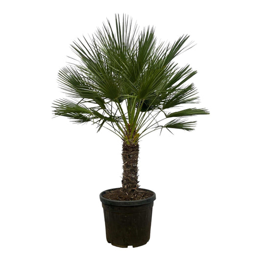 Chamaerops humilis auf Stamm – 150 cm – Ø45 - Botanic-Vibes