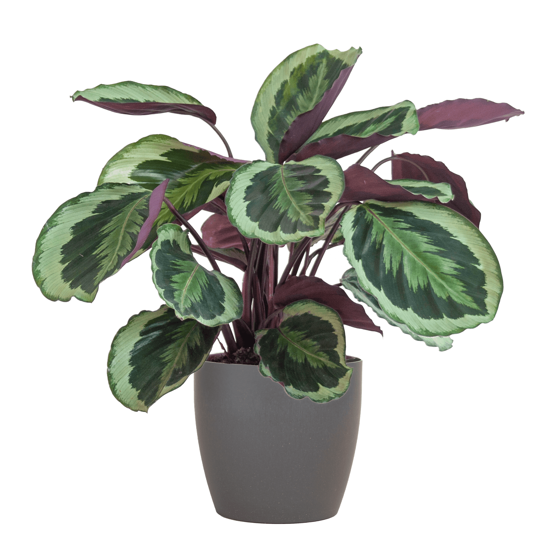 Calathea Medaillon mit Viber Grau- 65cm - Ø21 - Botanic-Vibes