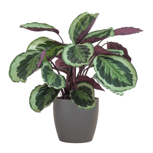 Calathea Medaillon mit Viber Grau- 65cm - Ø21 - Botanic-Vibes