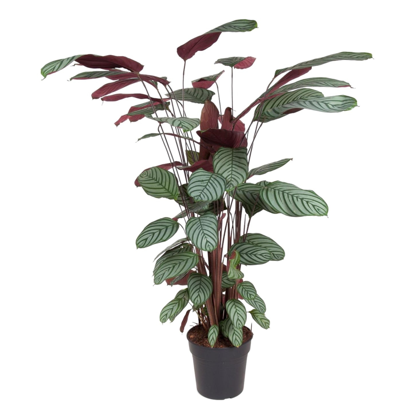 Calathea Oppenheimiana – 130 cm – ø27