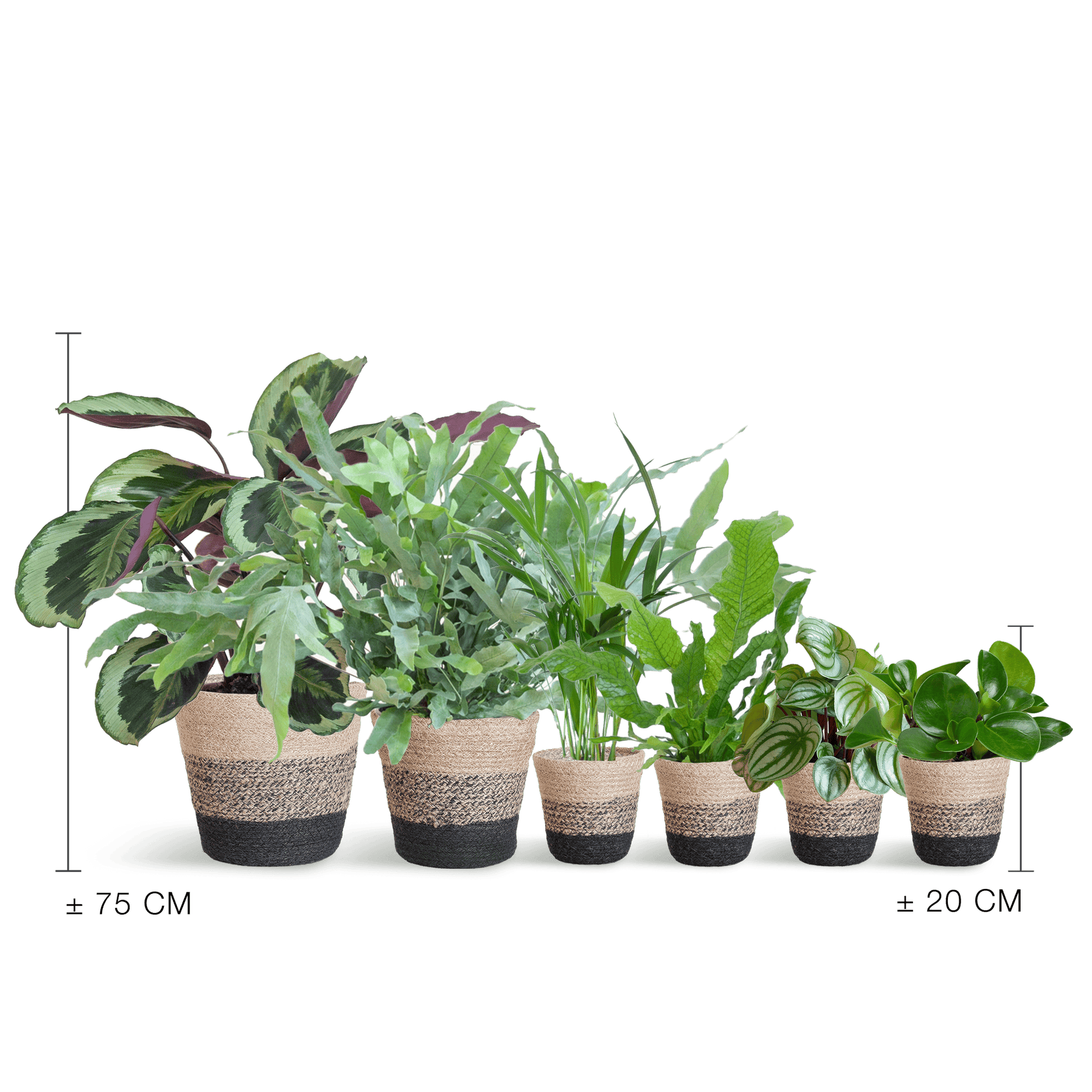 Haustierfreundliches Pflanzenset Groß - Botanic-Vibes