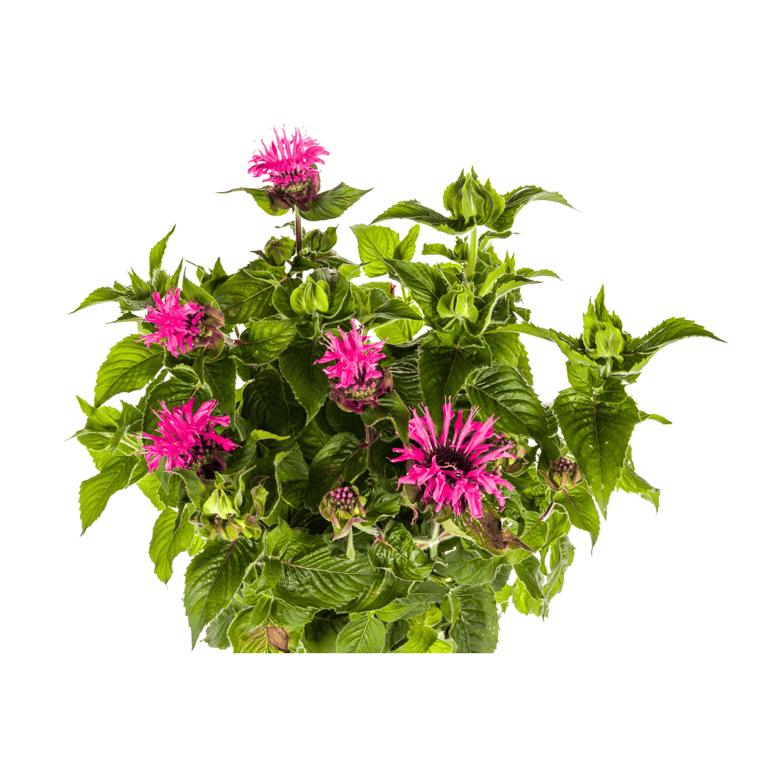 Monarda Didyma Pink Ø19cm - ↕45 - 60cm - Botanic-Vibes