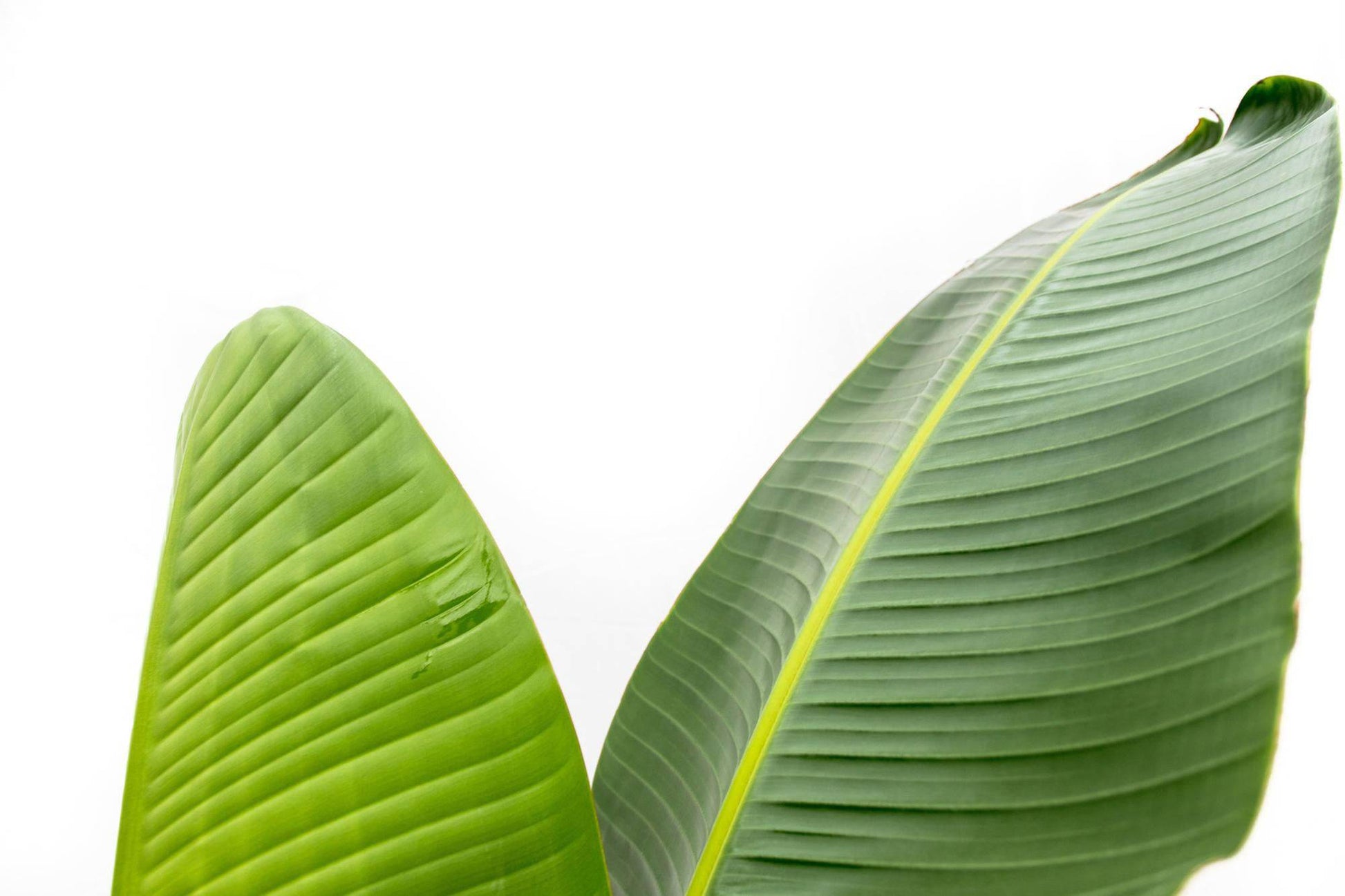 Strelitzia augusta – 220cm – Ø30 - Botanic-Vibes