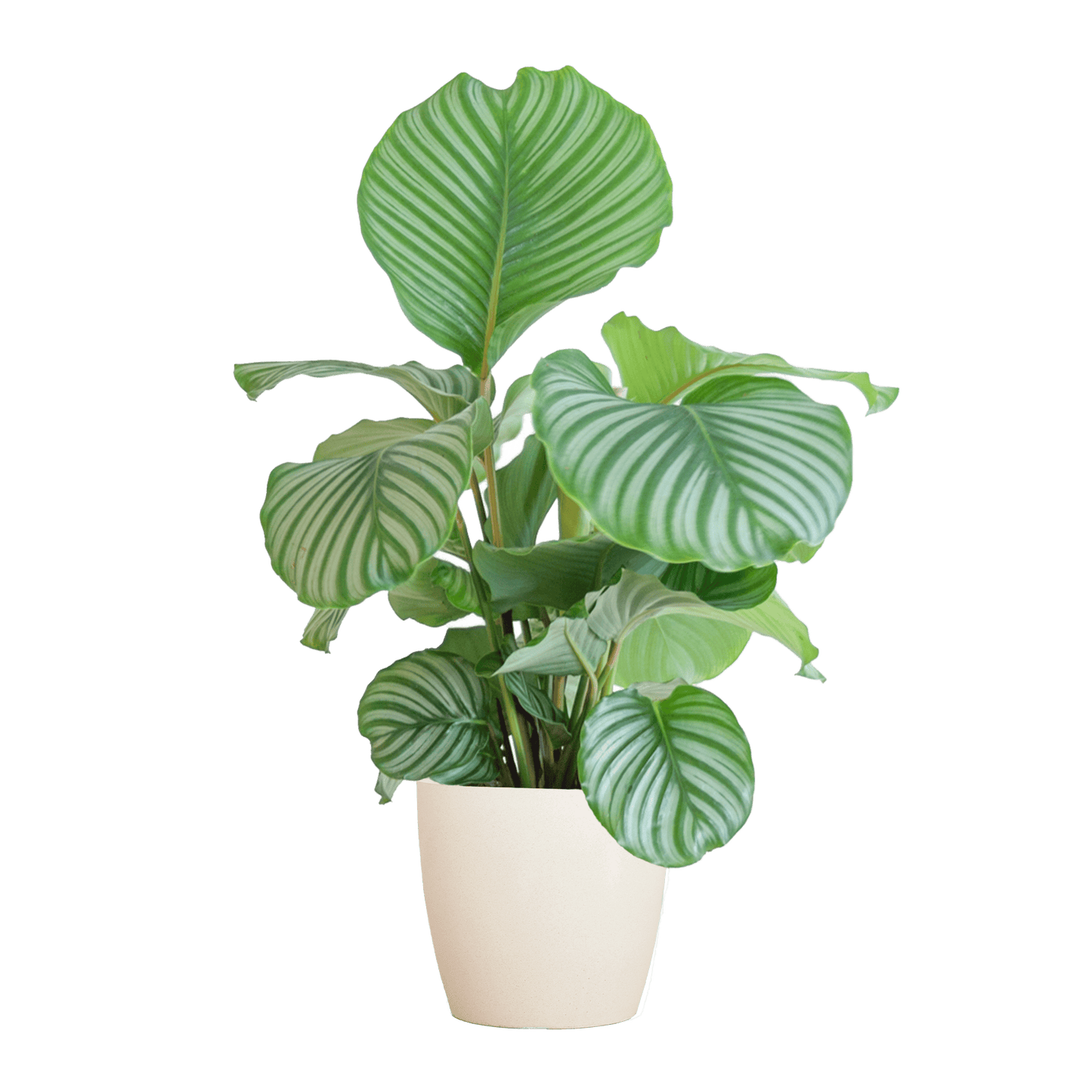 Calathea Orbifolia  mit Viber Weiß  - 65cm - Ø21 - Botanic-Vibes