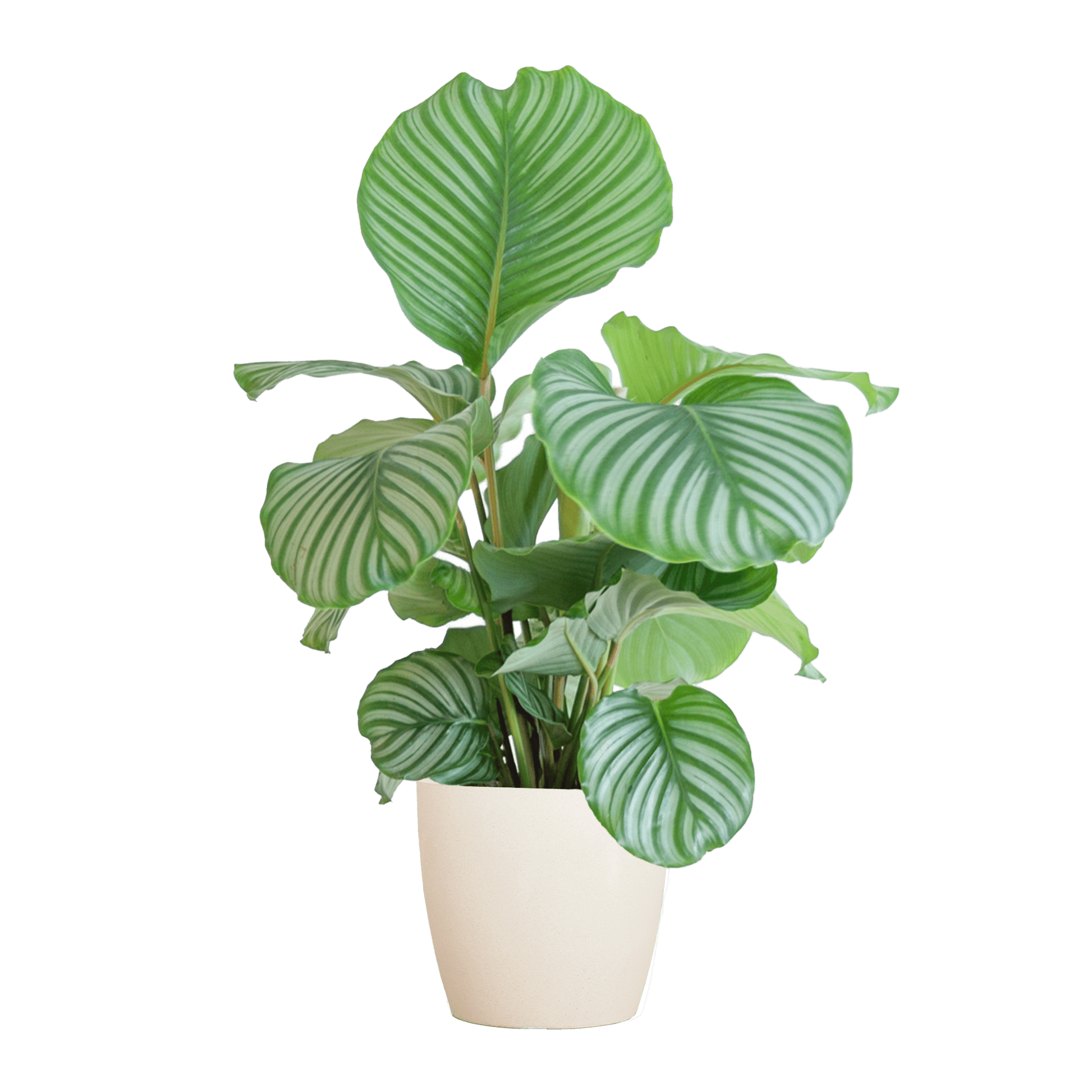 Calathea Orbifolia  mit Viber Weiß  - 65cm - Ø21 - Botanic-Vibes