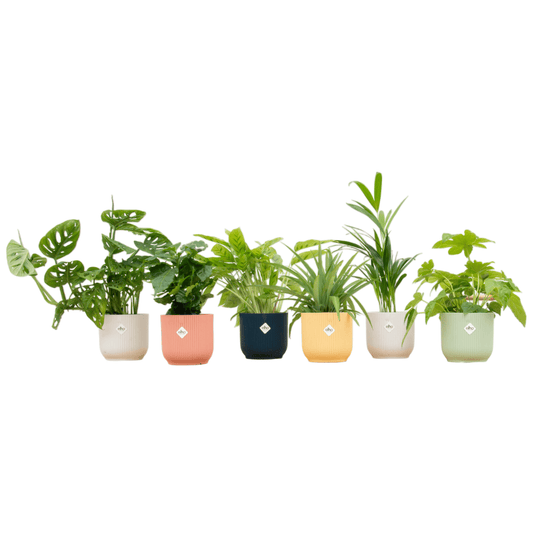 Überraschungsbox – 6 pflanzen inkl. elho vibes fold round Ø14 farb-mix - Botanic-Vibes