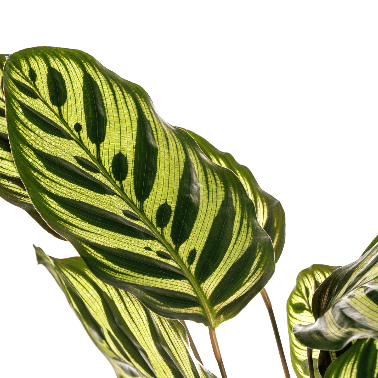 Calathea Makoyana Ø17cm - ↕40 - 50cm - Botanic-Vibes