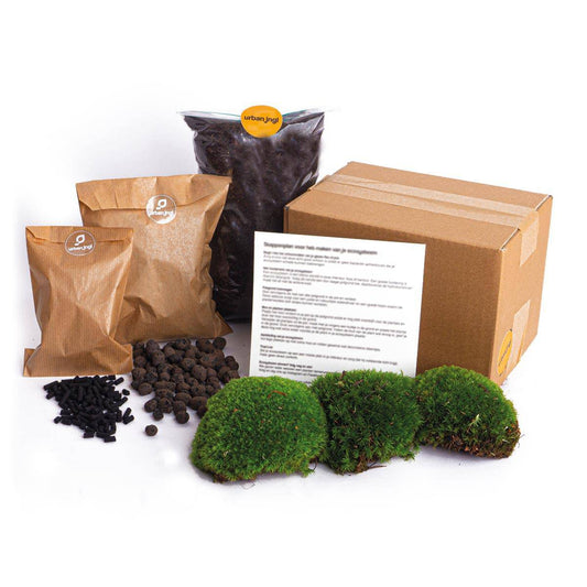 Terrarium – Nachfüll- & Starterset – Größe L/XL – DIY - Botanic-Vibes