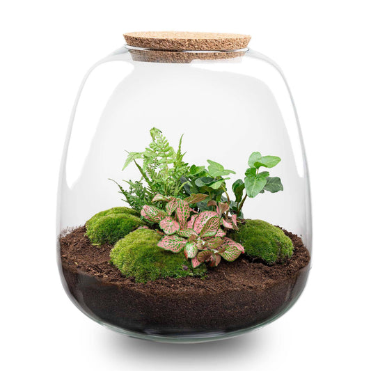 Plant terrarium - Emma - DIY kit - ↑ 25 cm - Ø 23 cm - Hedera Pink - Botanic-Vibes