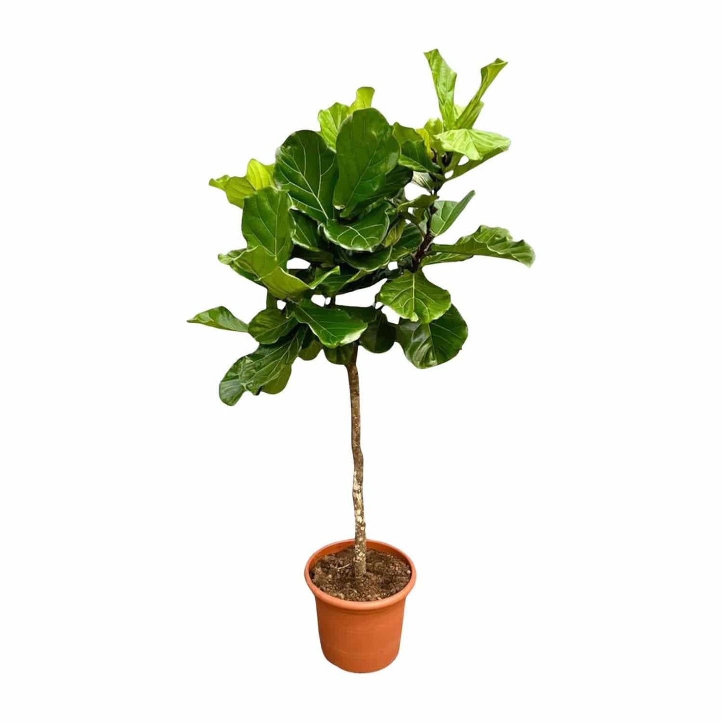 Ficus lyrata Baum XXL – 200 cm – Ø40 - Botanic-Vibes