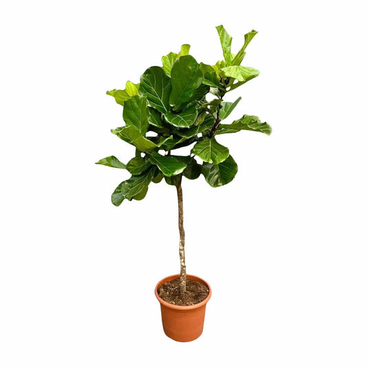Ficus lyrata Baum XXL – 200 cm – Ø40 - Botanic-Vibes
