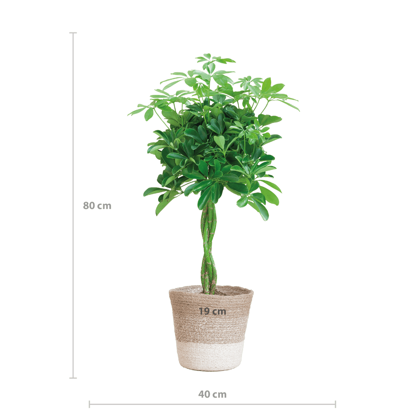 Schefflera Arab Nora mit Pflanzkorb Lissabon weiß  - 70cm - Ø21 - Botanic-Vibes