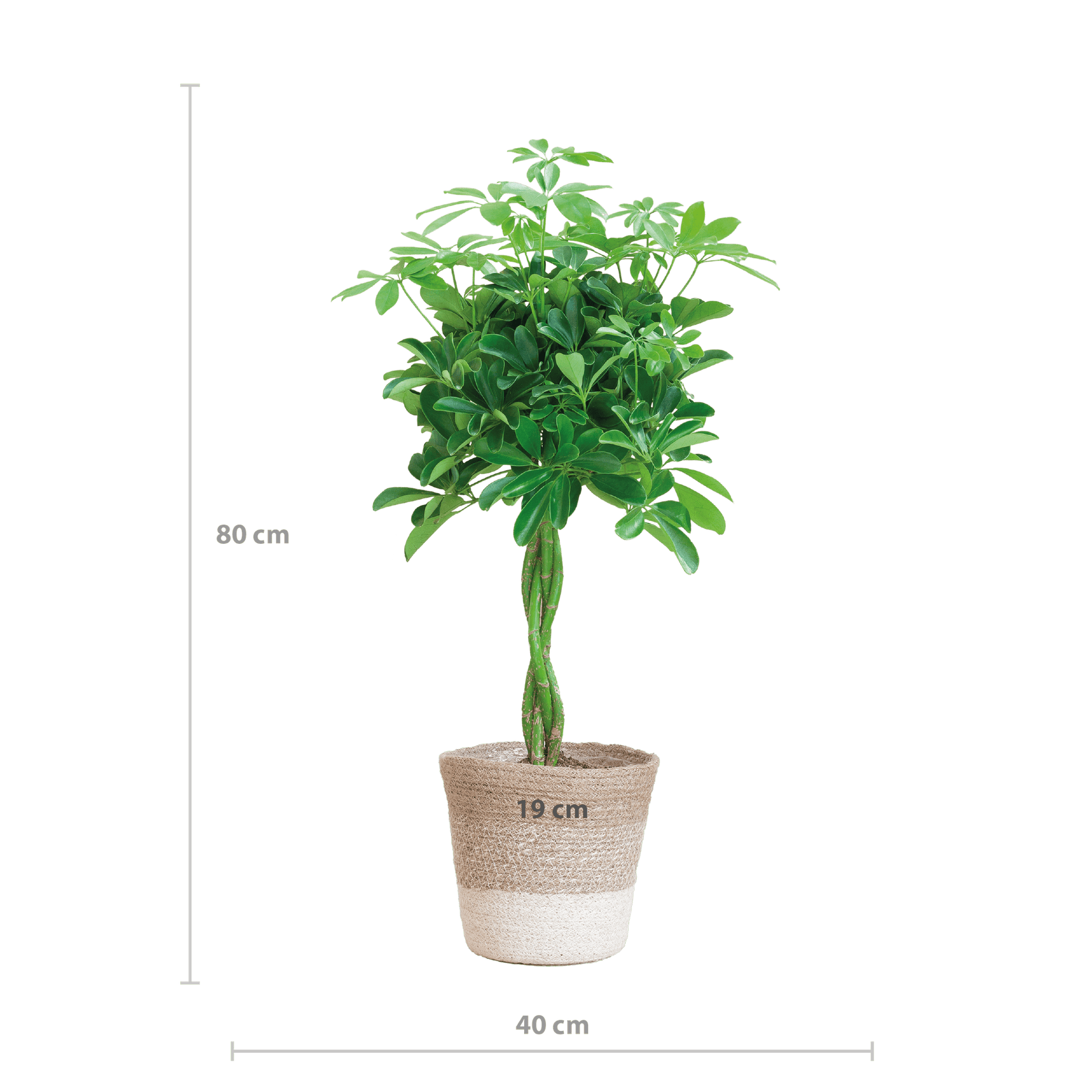 Schefflera Arab Nora mit Pflanzkorb Lissabon weiß  - 70cm - Ø21 - Botanic-Vibes