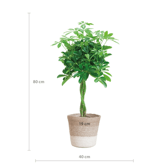 Schefflera Arab Nora mit Pflanzkorb Lissabon weiß  - 70cm - Ø21 - Botanic-Vibes