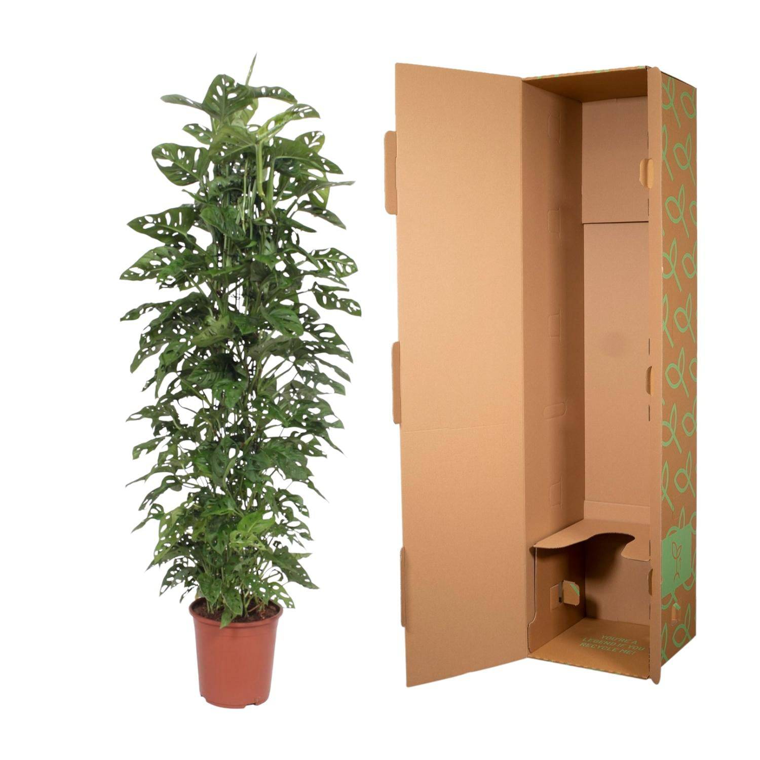 Monstera 'Monkey Leaf' – mit Gitter – 180 cm – Ø27 - Botanic-Vibes
