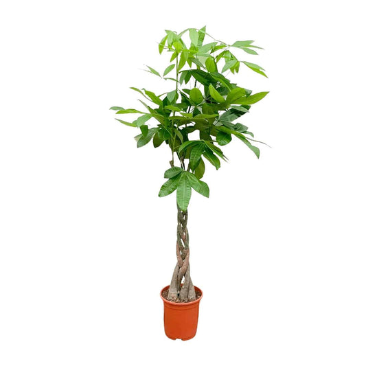 Pachira aquatica – 140 cm – Ø27 - Botanic-Vibes