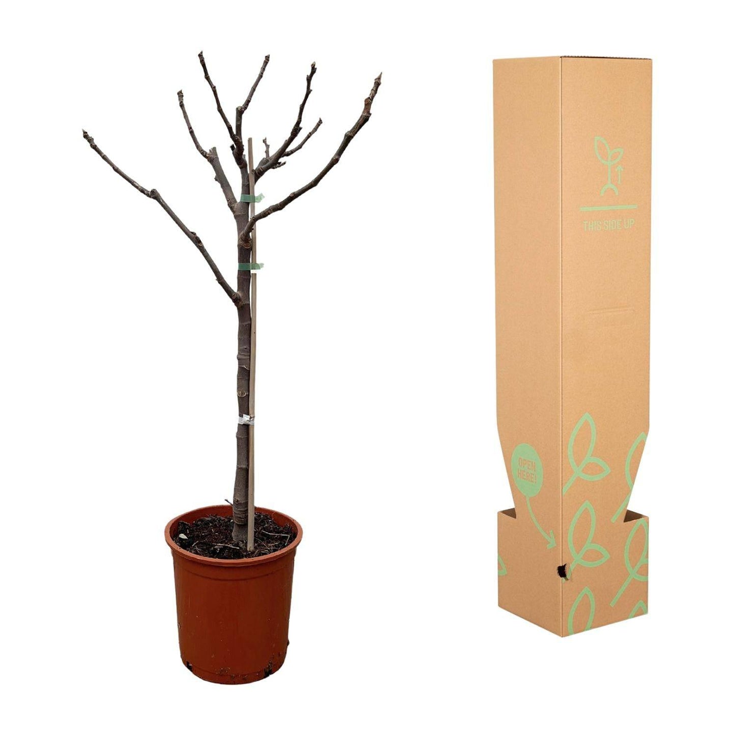 Ficus carica auf Stamm – 100 cm – Ø20 - Botanic-Vibes