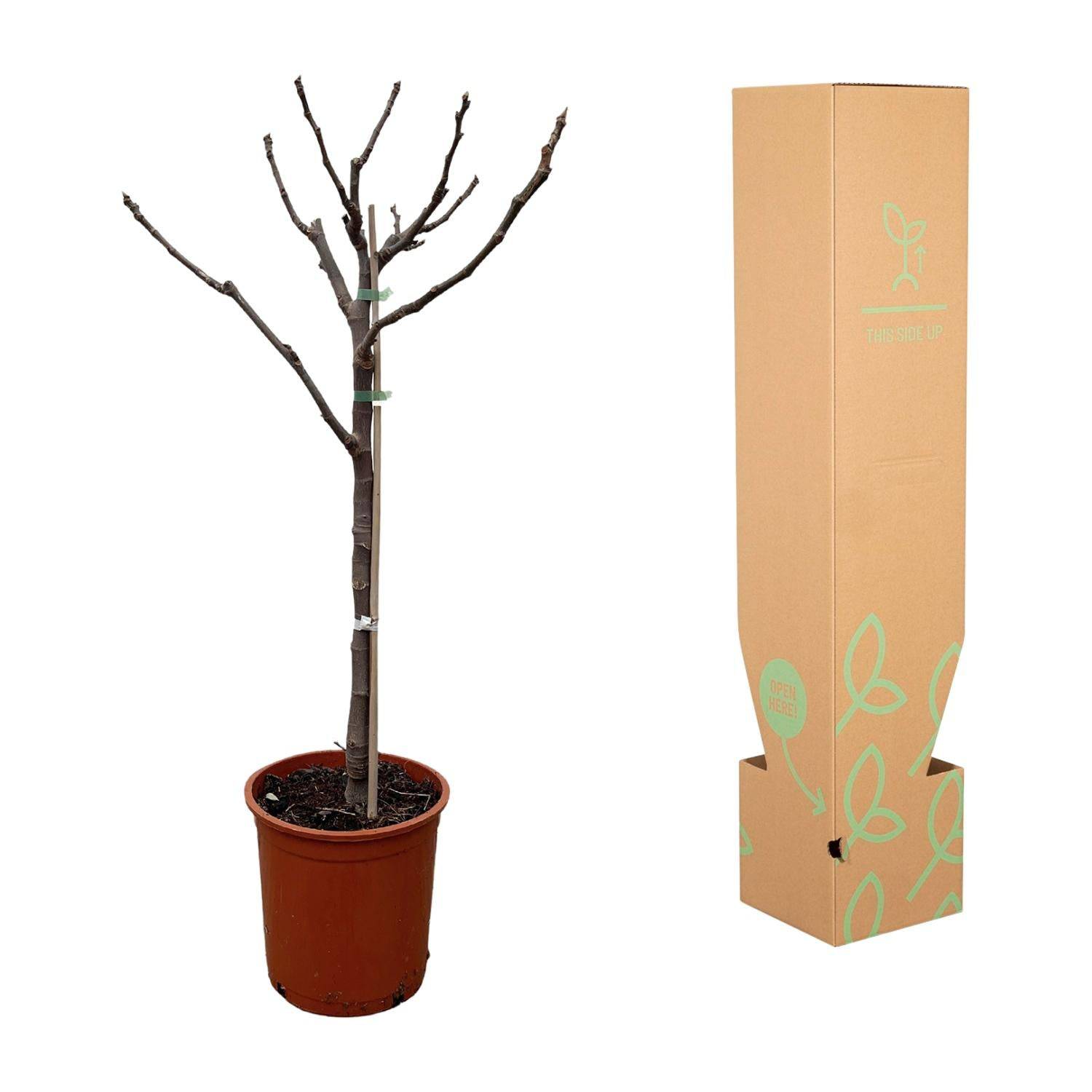Ficus carica auf Stamm – 100 cm – Ø20 - Botanic-Vibes