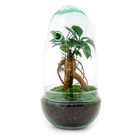 Flaschengarten – Egg Bonsai – 25 cm - Botanic-Vibes