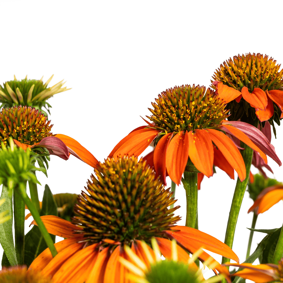Echinacea purpurea Orange Ø19cm - ↕60 - 70cm - Botanic-Vibes