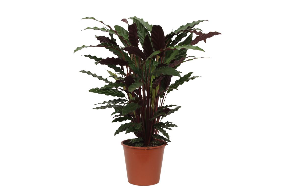 Calathea Wavestar – 80 cm – ø19