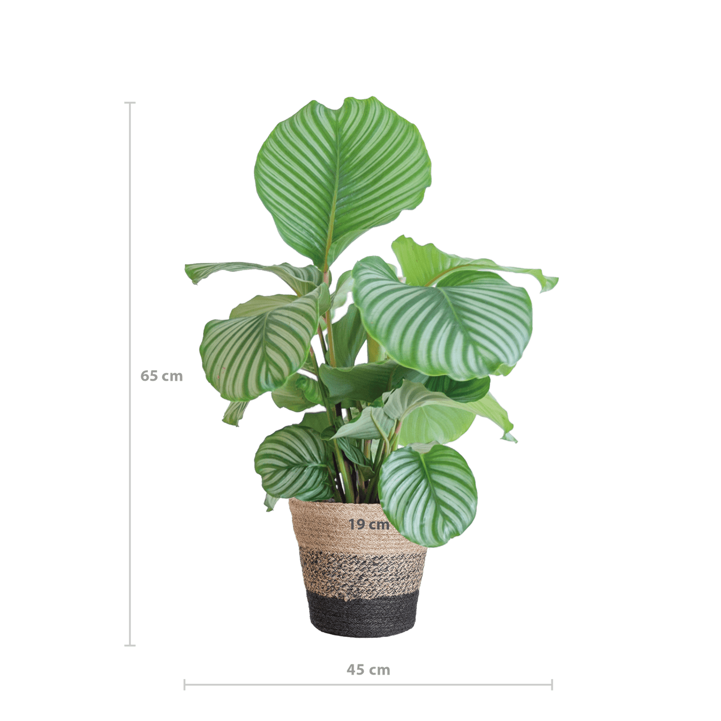 Calathea Orbifolia mit Lissabon-Korb schwarz  - 65cm - Ø21 - Botanic-Vibes