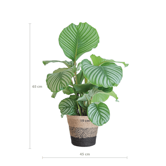 Calathea Orbifolia mit Lissabon-Korb schwarz  - 65cm - Ø21 - Botanic-Vibes