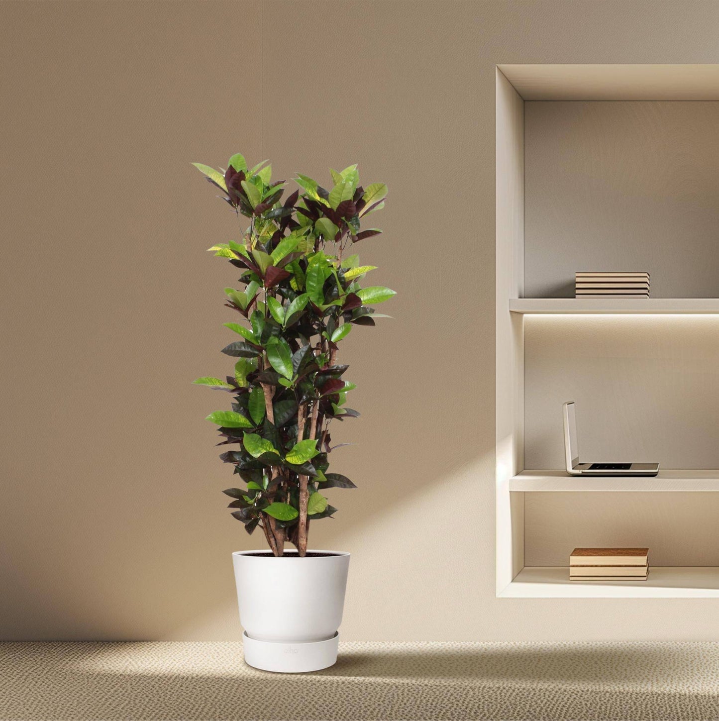 Codiaeum Iceton (Croton Iceton) – 140 cm – Ø27 - Botanic-Vibes