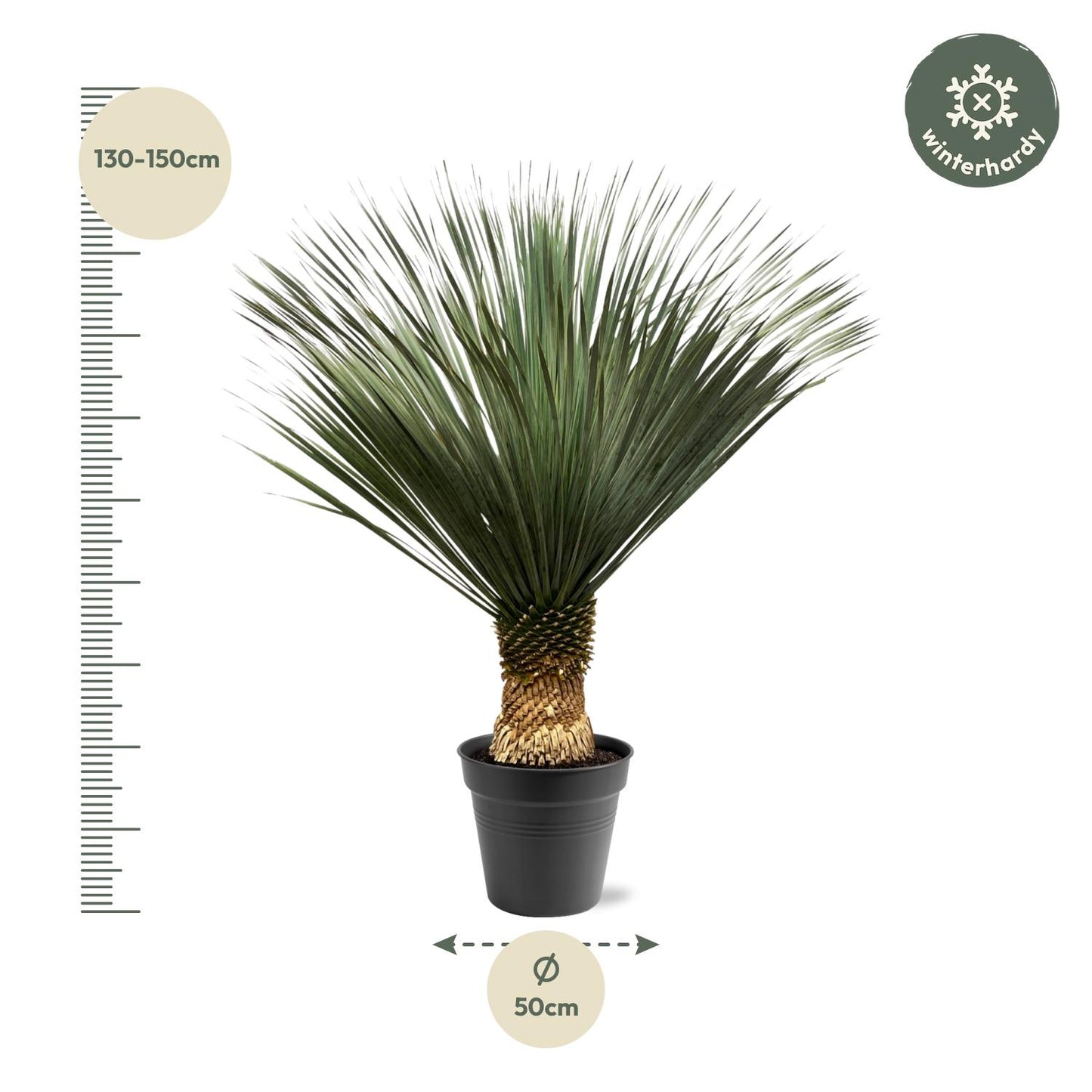 Yucca Rostrata – 130–150 cm – Ø50