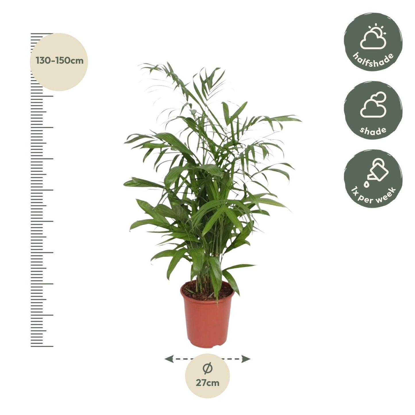 Chamaedorea seifrizii – 140 cm – Ø27