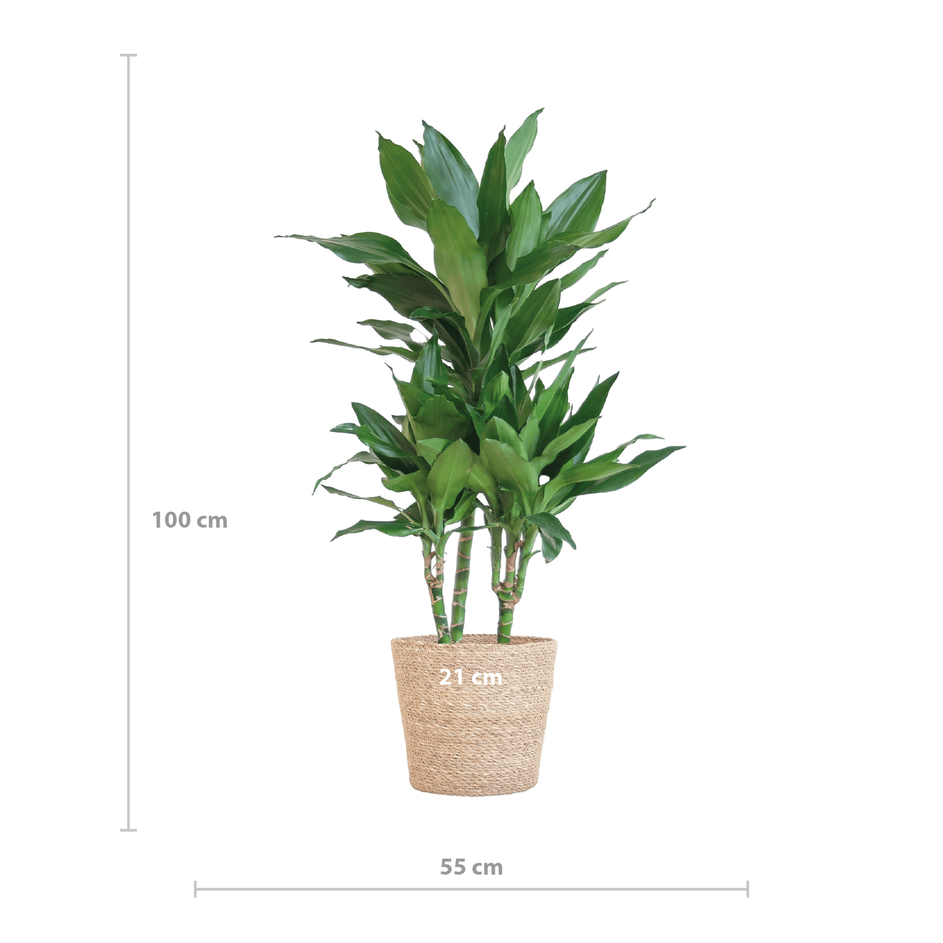 Dracaena  Janet Lindt mit Sofia-Korb natur - 95cm - Ø21 - Botanic-Vibes