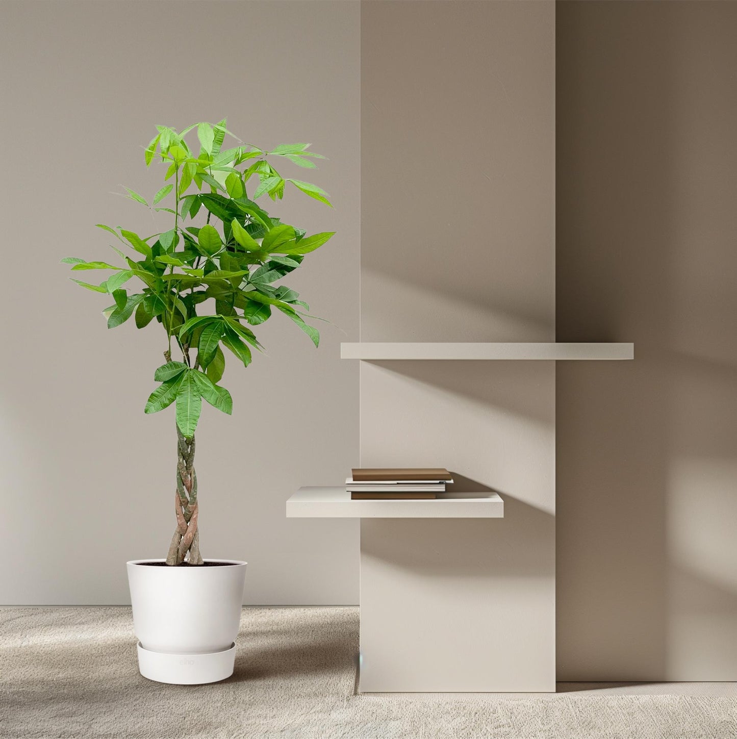 Pachira aquatica – 140 cm – Ø27