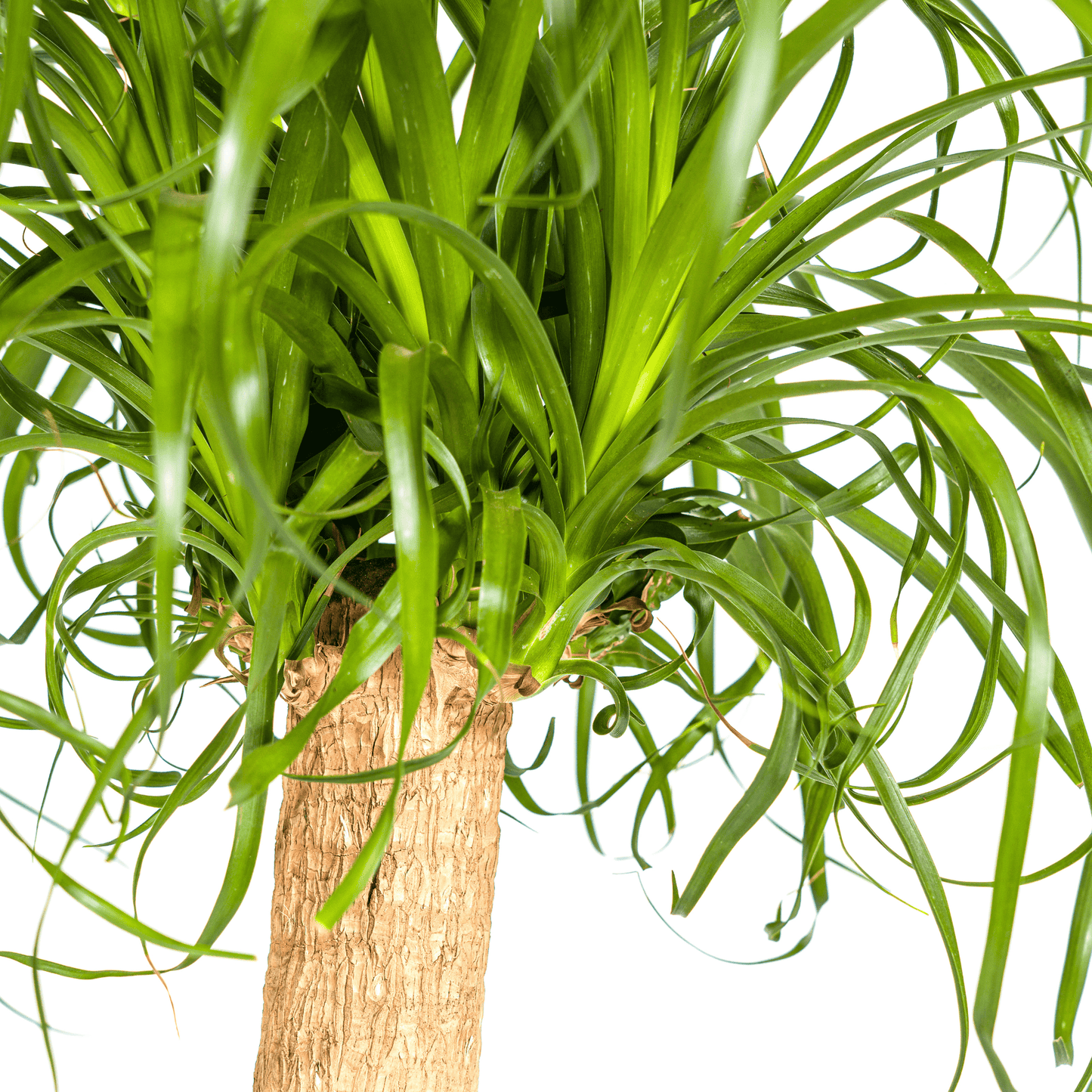 Beaucarnea Recurvata Stam Ø24cm - ↕80 - 100cm - Botanic-Vibes