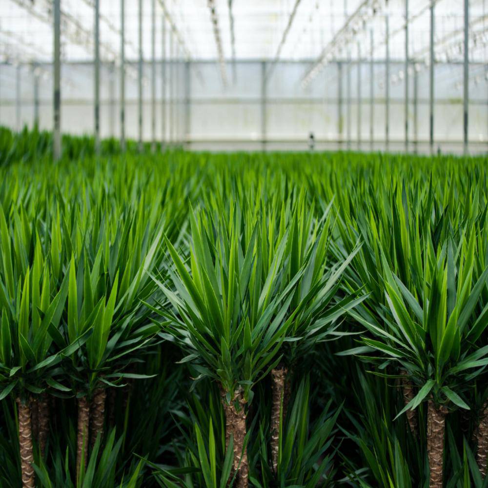 Yucca – Ø21cm – 100cm - Botanic-Vibes