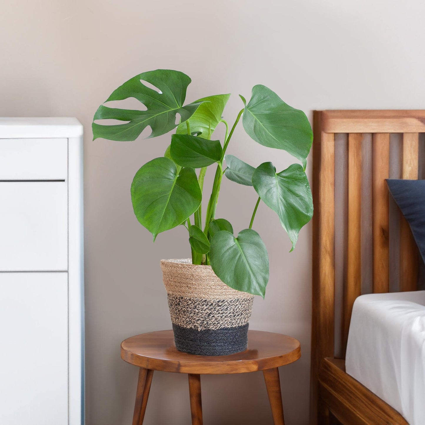 Monstera Deliciosa mit dem Lissabon-Schwarzkorb - 50cm - Ø17 - Botanic-Vibes