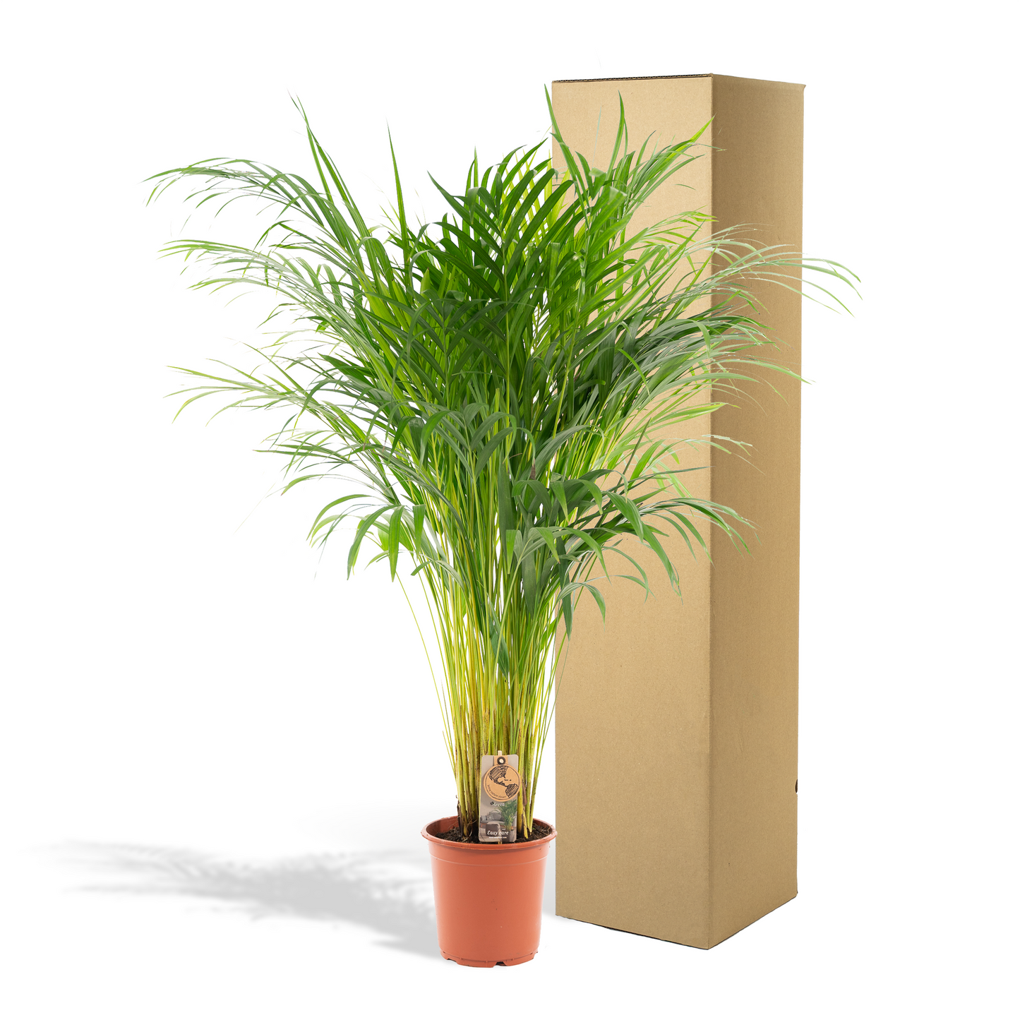 Areca-Palme – Ø21 cm – 110 cm