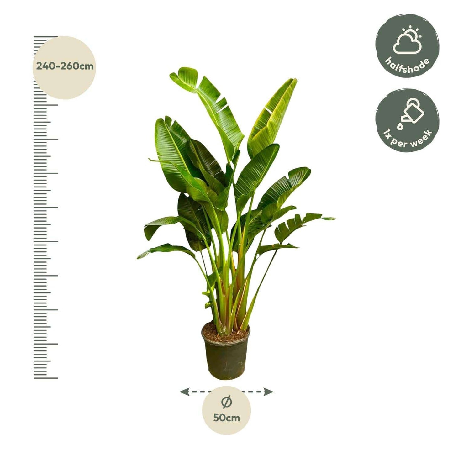 Strelitzia augusta multi-stamm XXL – 250 cm – Ø30–40 - Botanic-Vibes