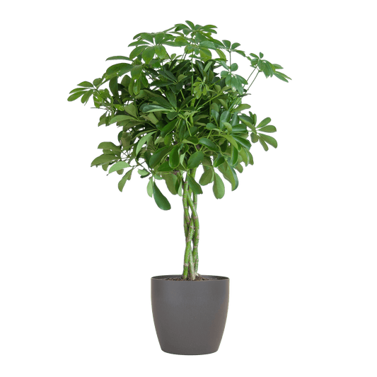 Schefflera Arab Nora mit Viber grau – 70 cm – Ø21 - Botanic-Vibes