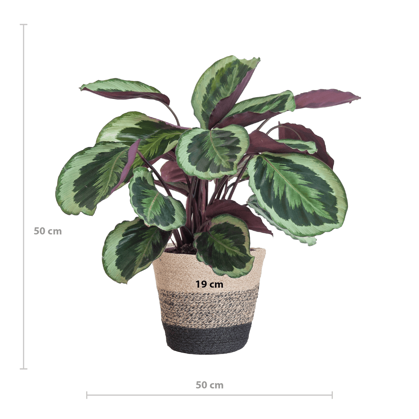 Calathea Medaillon mit Lissabon-Korb Schwarz - 65cm - Ø21 - Botanic-Vibes