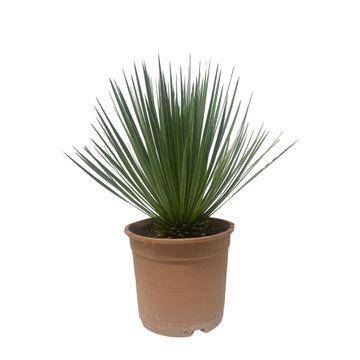 Yucca Rostrata – 60 cm – Ø24cm - Botanic-Vibes