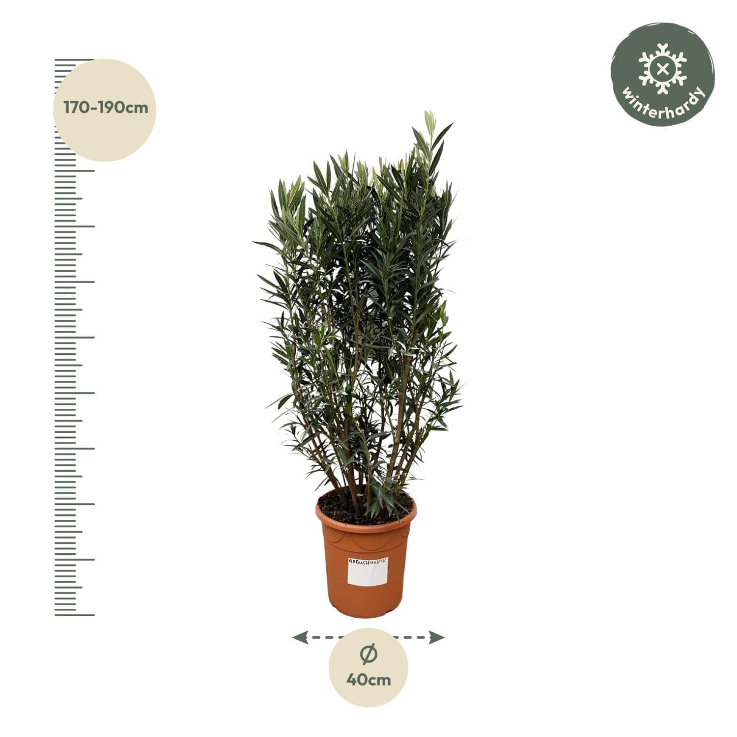 Nerium oleander Strauch – 180 cm – Ø40 - Botanic-Vibes
