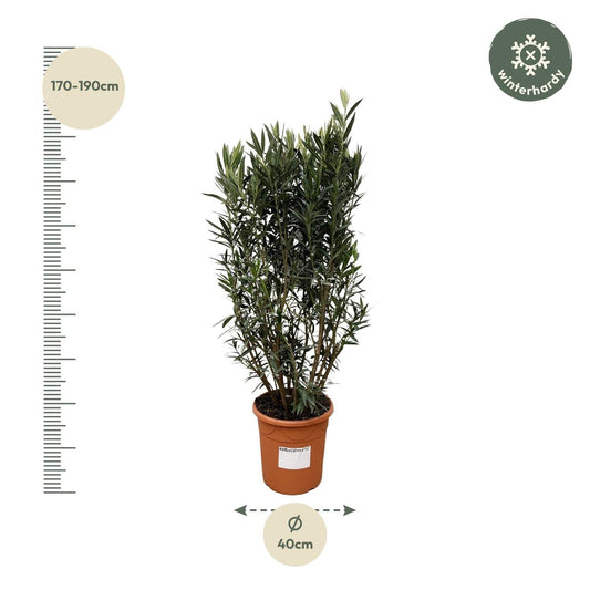 Nerium oleander Strauch – 180 cm – Ø40 - Botanic-Vibes